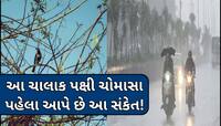 આ પક્ષી વૈજ્ઞાનિકોની પહેલા કરે છે ચોમાસાની ભવિષ્યવાણી!તોફાન-વરસાદ પહેલા કરે છે એલર્ટ
