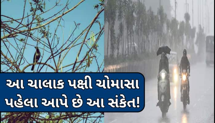 આ પક્ષી વૈજ્ઞાનિકોની પહેલા કરે છે ચોમાસાની ભવિષ્યવાણી!તોફાન-વરસાદ પહેલા કરે છે એલર્ટ