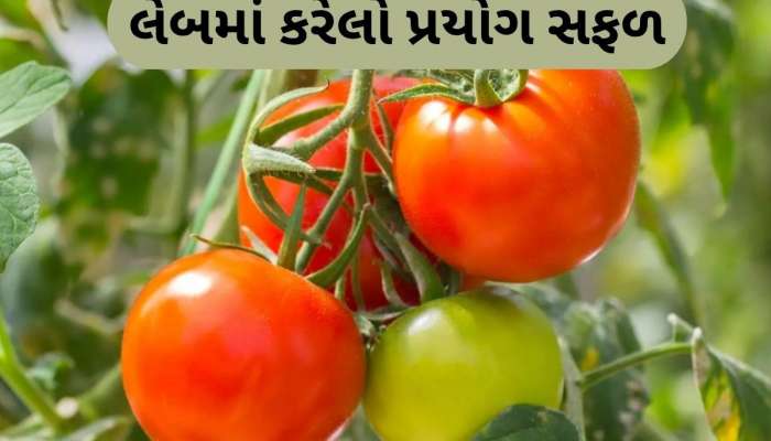  MS યુનિવર્સિટીના બોટની વિભાગના સંશોધકોએ કરી કમાલ, બીયા વગરના ટામેટા ઉગાડ્યા