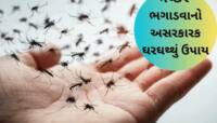 મચ્છરોના ત્રાસથી પરેશાન છો? અજમાવો આ ઘરગથ્થું ઉપાય, ઘરમાંથી ભાગી જશે મચ્છરોની ફૌજ