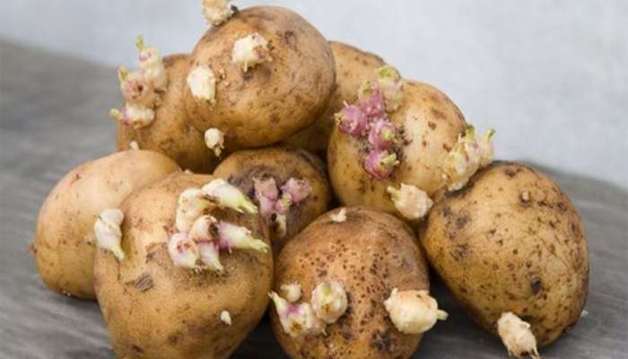 Sprouted Potatoes: લીલા ડાઘવાળા બટેટા અને અંકુરિત બટેટા ખાવા યોગ્ય હોય કે નહીં જાણી લો