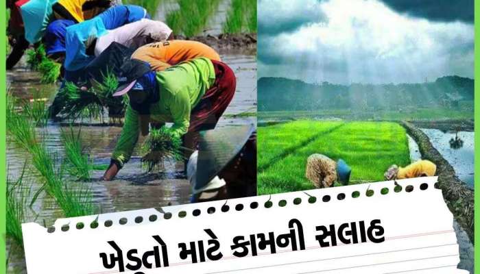 ગુજરાતના ખેડૂતોને મહત્વની સલાહ, ચોમાસામાં આ રીતે જીવાતથી બચાવજો તમારો પાક
