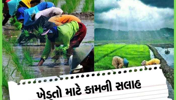 ગુજરાતના ખેડૂતોને મહત્વની સલાહ, ચોમાસામાં આ રીતે જીવાતથી બચાવજો તમારો પાક