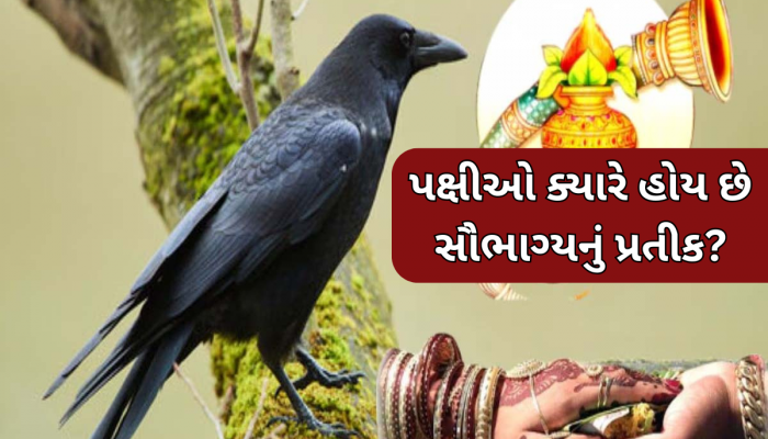 એક કાગડો બરબાદ કરી શકે છે લગ્ન જીવન! પક્ષીઓના આ સંકેતોને ભૂલથી પણ ન કરો નજરઅંદાજ