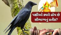 એક કાગડો બરબાદ કરી શકે છે લગ્ન જીવન! પક્ષીઓના આ સંકેતોને ભૂલથી પણ ન કરો નજરઅંદાજ