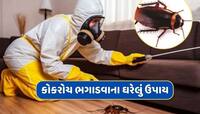 ઘરમાં વધી ગયો છે કોકરોચનો ત્રાસ તો અપનાવો આ ઘરેલું ઉપાય, ફટાફટ થઈ જશે ગાયબ