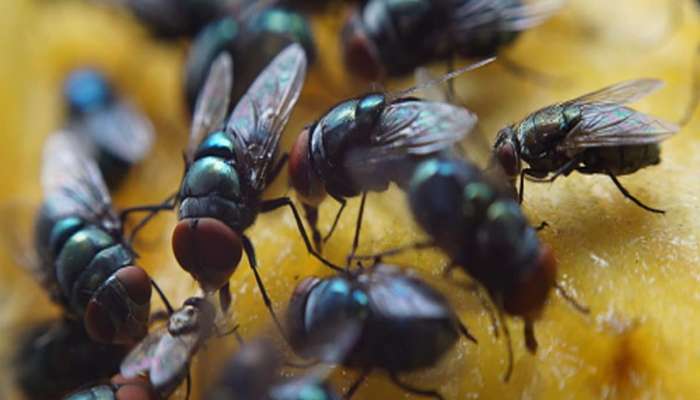 House Flies: વરસાદ પછી વધી જતી માખીઓને ઘરમાંથી ભગાડવાનો રામબાણ ઈલાજ, એક પણ માખી ઘરમાં નહીં દેખાય