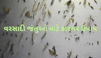 વરસાદમાં આવતા ઉડતાં જીવડા ભગાડવા માટે છાંટી દો આ સ્પ્રે, તત્કાલ મળી જશે રાહત