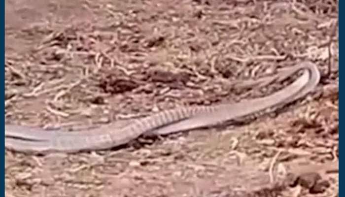 નાગ અને નાગણીની પ્રણયક્રીડા... યુપીના ઝાંસીમાં આવેલા પલરા ગામનો વીડિયો વાયરલ