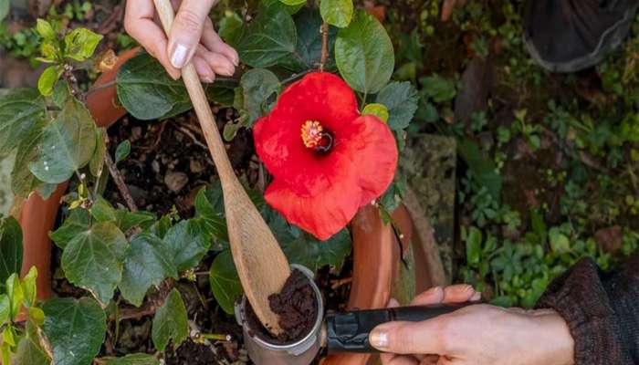 Gardening Tips: ચોમાસામાં જાસૂદના છોડમાં નાખો આ ખાતર, છોડમાં નહીં લાગે જીવાત, ફુલ પણ વધારે આવશે