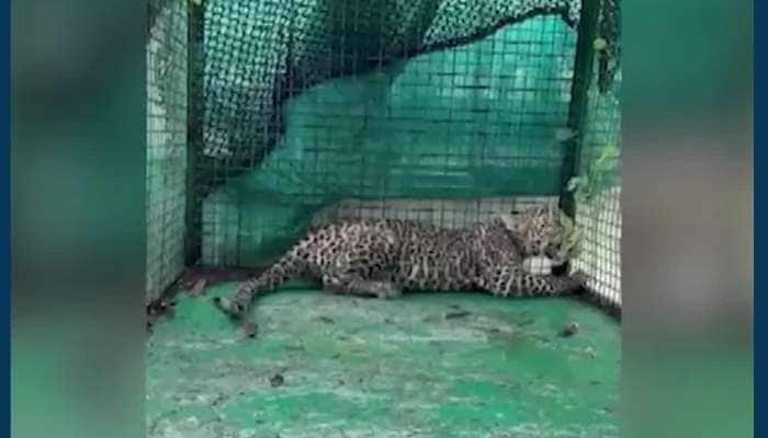 ડાંગ: નર્સરીના કૂવામાં ખાબક્યું દીપડાનું બચ્ચું, વન વિભાગના કર્મીઓએ આ રીતે કર્યું રેસ્ક્યૂ