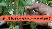 Tulsi Puja: કયા દિવસે તુલસીના પાન તોડવા અને કયા દિવસે નહીં ? જાણો તુલસી પૂજાનો નિયમ