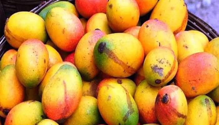 Mango: ઉનાળામાં તો ખૂબ ખવાય છે પણ વરસાદ પડી જાય પછી કેરી ખાવી કે નહીં ? 