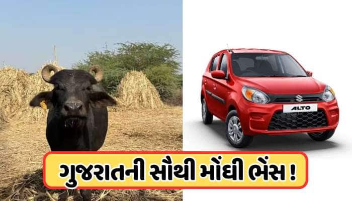 આટલામાં તો ત્રણ અલ્ટો કાર આવી જાય! 20 લિટર દૂધ આપતી 'લાડલી' આટલા લાખમાં વેચાઈ?