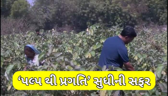 ગુજરાતના ખેડૂતે ફાલસાની ખેતી કરી કંડારી નવી કેડી, આજે કમાય છે 8થી 10 લાખોનો નફો