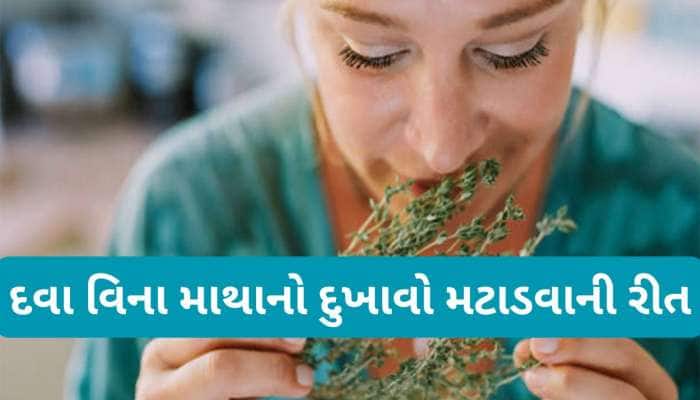 માથું દુખતું હોય ત્યારે સુંઘો આ 5 માંથી કોઈ 1 છોડના પાન, સુગંધથી દુખાવામાં થશે રાહત