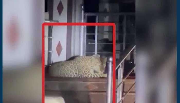 નવસારી: ખાંભલા ગામના મંદિરમાં આરામ ફરમાવતો દીપડો, વીડિયો વાયરલ થતા ગ્રામજનોમાં ફફડાટ