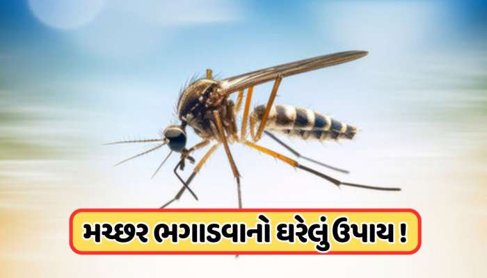 'મચ્છર ઘરથી રહેશે દૂર' ડુંગળી કાપીને આ રીતે કરો ઉપયોગ, જાણો 