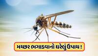 'મચ્છર ઘરથી રહેશે દૂર' ડુંગળી કાપીને આ રીતે કરો ઉપયોગ, જાણો 