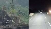 12 સિંહોના 2 અદ્દભૂત VIDEO વાયરલ, રસ્તા પર ટહેલતા અને વરસાદની મઝા માણતા દેખાયા