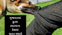 આમાં પણ ગર્વ લો સરકાર! શ્વાનના કરડવાના કેસમાં ગુજરાત ટોપ-5 રાજ્યોમાં સામેલ