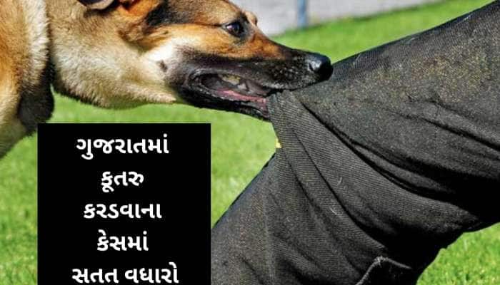 આમાં પણ ગર્વ લો સરકાર! શ્વાનના કરડવાના કેસમાં ગુજરાત ટોપ-5 રાજ્યોમાં સામેલ