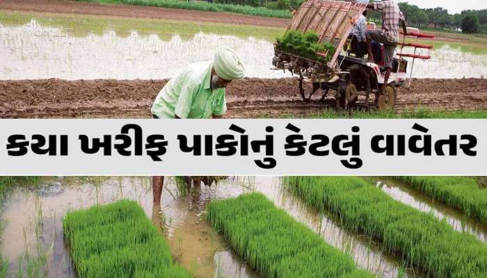 ખેડૂતોમાં ખુશાલી: ગુજરાતમાં 50 ટકાથી વધુ વિસ્તારમાં ખરીફ વાવેતર પૂર્ણ, જાણો કયા પાકનું કેટલું થયું?