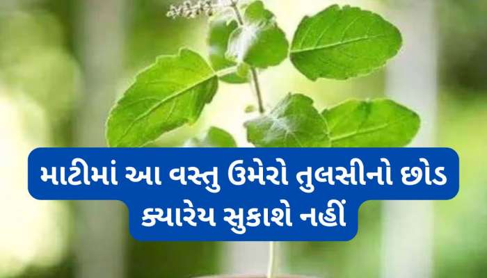 તુલસીની માટીમાં મિક્સ કરી દો આ વસ્તુ, છોડના મૂળ મજબૂત થશે અને પાનનો ગ્રોથ પણ વધશે