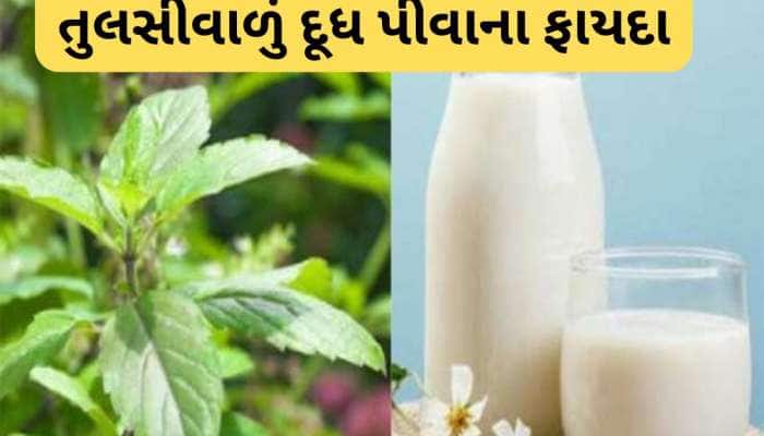 Tulsi Dudh: તુલસીના પાન ઉકાળેલું 1 કપ દૂધ રોજ પીવાથી 5 સ્વાસ્થ્ય સમસ્યામાં થશે ફાયદો