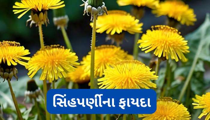 Singhparni: કિડની, લિવરને હેલ્ધી રાખે છે આ પીળા ફુલવાળો છોડ, ખૂબ ઓછા લોકો જાણતા હોય છે આ જડીબુટ્ટી વિશે