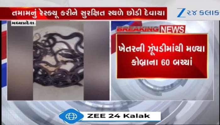 મધ્ય પ્રદેશ, ખેડામાં ખેતરની ઝૂંપડીમાંથી મળ્યા કોબ્રા સાપના 60 બચ્ચા! જુઓ VIDEO...