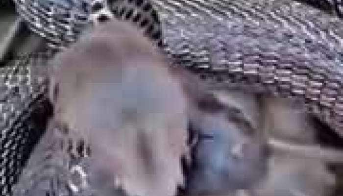 Viral Video: જબરો હિંમતવાળો આ ટબુકડો ઉંદર, ફણીધરના માંથે ચડી કરી રહ્યો છે તાંડવ!