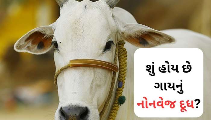શું હોય છે ગાયનું 'નોનવેજ' દૂધ? જેને ભારત મોકલવાનો પ્રયાસ કરી રહ્યું હતું અમેરિકા