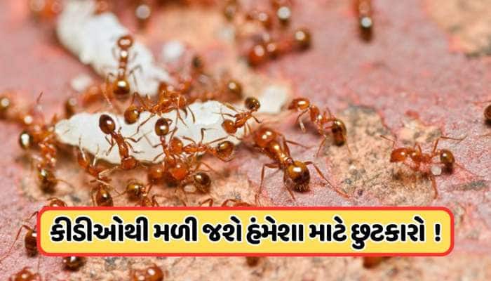 લાલ કીડીઓથી થઈ ગયા છો પરેશાન, આજે જ અપનાવો આ 5 ઘરેલું ઉપાય, ઘરમાંથી ભાગી જશે કીડીઓ