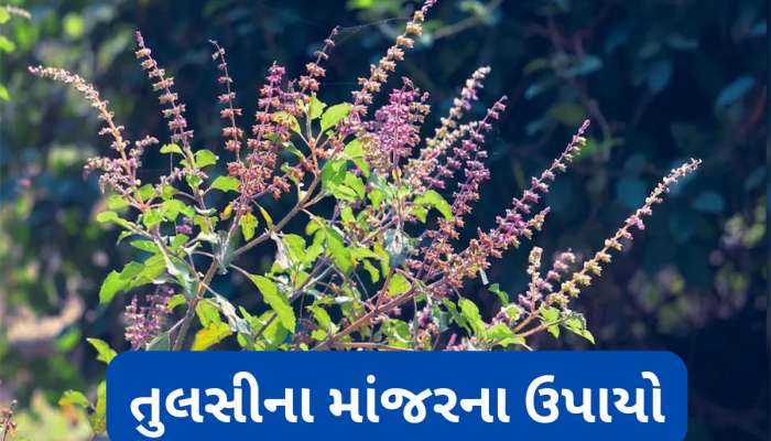 Tulsi Manjari Upay: તુલસીમાં માંજર આવે તો તુરંત કરો આ કામ, લક્ષ્મીજીની કૃપાથી ધનથી ભરાઈ જશે ઘર