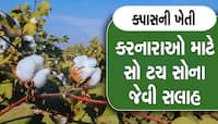 ખેડૂતો માટે કામની સલાહ, કપાસની વાવણી બાદ આટલું જરૂર કરજો, નહિ તો જીવાત ઘેરી વળશે
