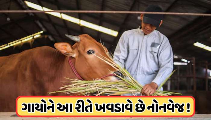 ગાયને કેવી રીતે ખવડાવવામાં આવે છે નોનવેજ ? શું આનાથી સુધરે છે દૂધની ક્વોલિટી?