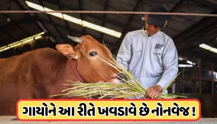 ગાયને કેવી રીતે ખવડાવવામાં આવે છે નોનવેજ ? શું આનાથી સુધરે છે દૂધની ક્વોલિટી?