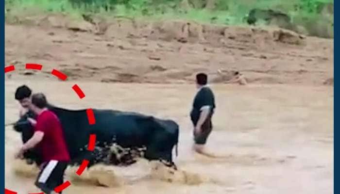 લોકોએ હિમાચલની સરસા નદીમાં ફસાઈ ગયેલ ગાયને દોરડાં માત્રથી બચાવી લીધી, જુઓ VIDEO