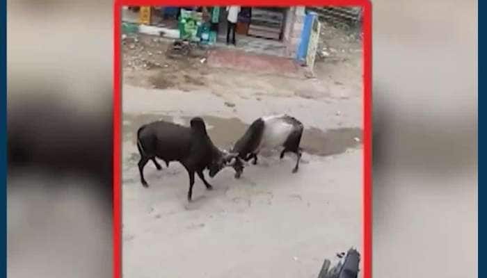 VIDEO: પાટણ શહેરના રેલવે ગરનાળા નજીક આખલાઓનું યુદ્ધ, પાર્ક કરેલ વાહનો ચડ્યાં અડફેટે