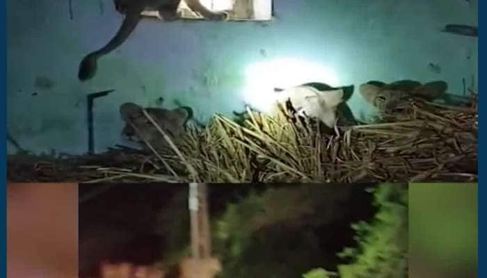 Video: જંગલના રાજાનો પરિવાર હાઈવે પર! જૂનાગઢ હાઈવે પર સિંહ પરિવાર જોતા જ...