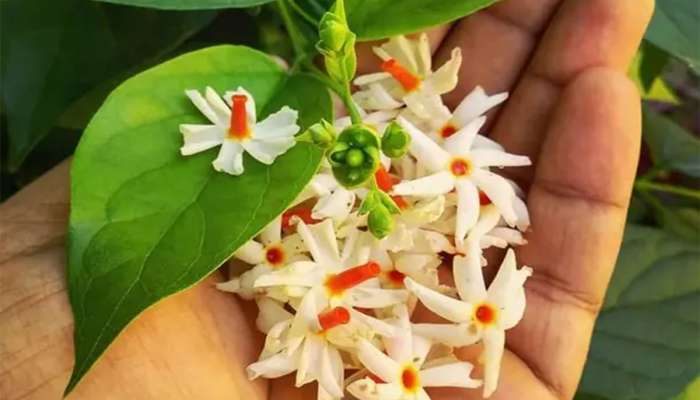 Parijat Plant: આ દિવસે ઘરમાં વાવો પારિજાતનો છોડ, ફુલની સાથે માતા લક્ષ્મી પણ ઘરમાં પધરામણી કરશે