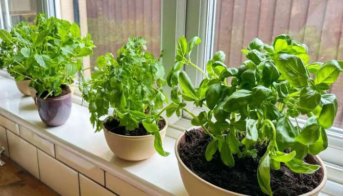 ઘરમાં વાવો હેલ્થને ફાયદો કરતા આ 4 હર્બ્સ, નાનકડા કુંડામાં પણ સરળતાથી ઉગી જશે