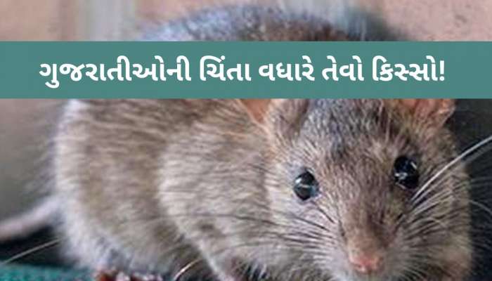 અહો આશ્ચર્યમ્! ગુજરાતમાં ઉંદર કરડવાથી યુવાનનું મોત, પરિવારમાં મચ્યો કોહરામ, જાણો અજીબ કિસ્સો!