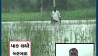 VIDEO:ખેડૂતોના ખેતરો બેટમાં ફેરવાઈ ગયા! બનાસકાંઠામાં ભારે વરસાદ બાદ તારાજીના દ્રશ્યો