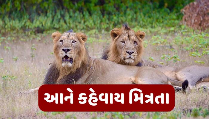 વીરુથી વિખૂટા પડેલા જયને પણ બચાવી શકાયો નહીં, હવે નહીં જોવા મળે પ્રસિદ્ધ સિંહની જોડી