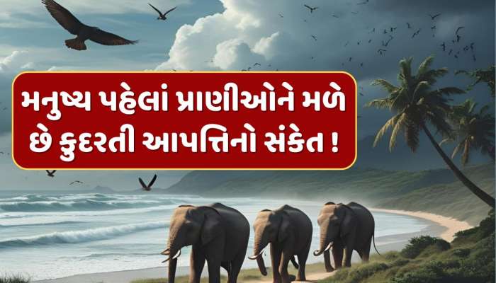 સુનામી કે ભૂકંપ પહેલા પ્રાણીઓ બેચેન કેમ થઈ જાય છે ? રહસ્ય જાણીને ચોંકી જશો