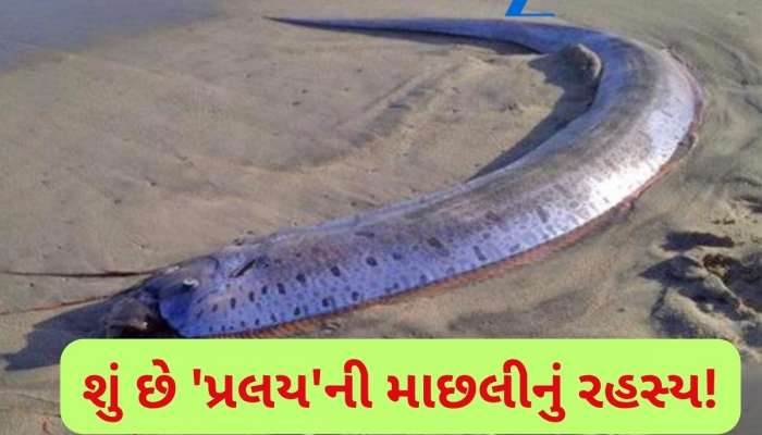 આ માછલીએ પહેલા જ આપી દીધી હતી સુનામીની ચેતવણી? ત્રણ મહિનામાં 4 વખત જોવા મળી