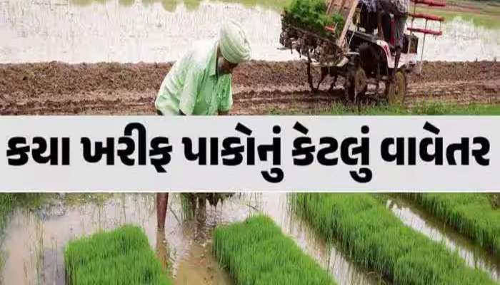ગુજરાતમાં આ વર્ષે ખરીફ પાકોનું પુષ્કળ વાવેતર, જાણો કપાસ-મગફળી સહિત કયા પાકોનું કેટલું કરાયું છે વાવેતર?