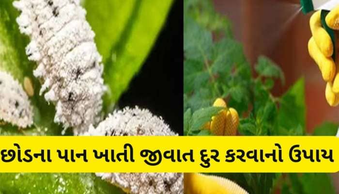 છોડના પાનને ખાઈ જતી જીવાત દુર કરવાના 5 દેશી ઈલાજ, ચોમાસામાં છોડ રહેશે લીલાછમ